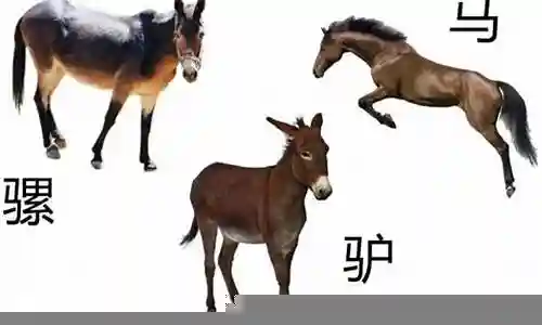 骡子马阵容搭配图插图