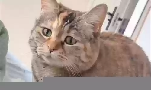 吟游诗人新版阵容插图