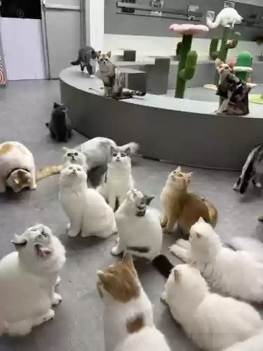 旗帜猫咪阵容插图1
