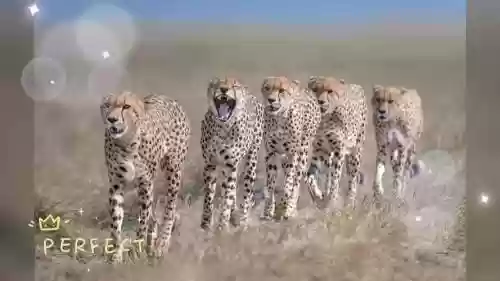 猎豹最新阵容插图