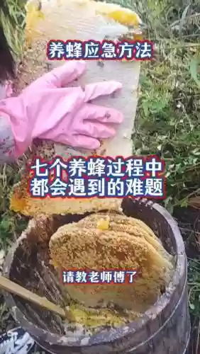 5个技能怎么过蜂后道场_1插图1