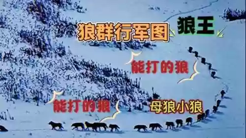 捕狼阵容插图1