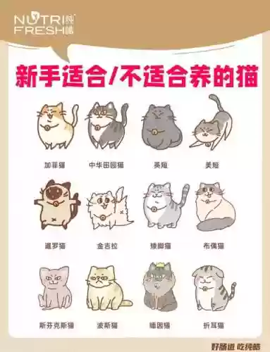 猫奴阵容插图
