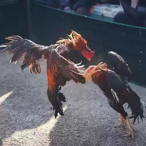 斗鸡阵容大全插图1