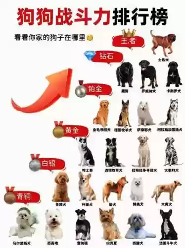 术狗阵容插图1