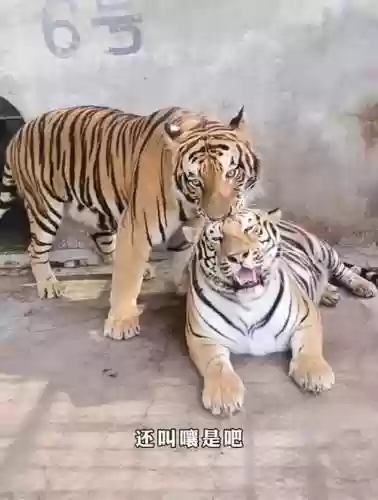 双老虎阵容插图1
