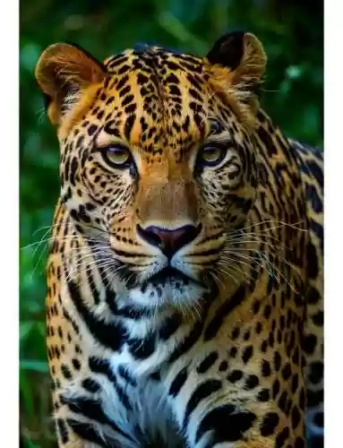猎豹最新阵容插图1