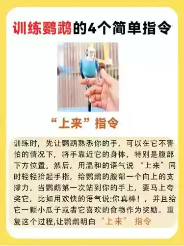 鸟有些什么技能好训练，鸟类的特殊技能插图1