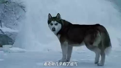 二哈大冒险4攻略，二哈单挑视频插图