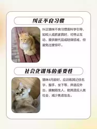 世界猫技能，世界猫怎么驯服插图1