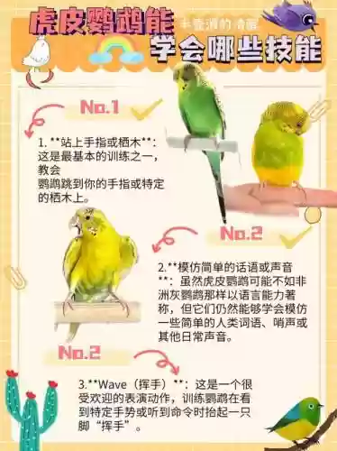 鸟有些什么技能好训练，鸟类的特殊技能插图