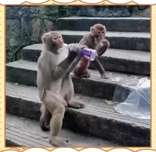 最新猴子攻略,猴子新玩法插图 最新猴子攻略,猴子新玩法插图